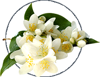 Alpeja Cosmetics Natural Cosmetic Slovenia