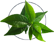 Alpeja Cosmetics Natural Cosmetic Slovenia