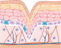 Alpeja Cosmetics Natural Cosmetic Slovenia