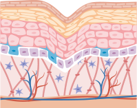 Alpeja Cosmetics Natural Cosmetic Slovenia