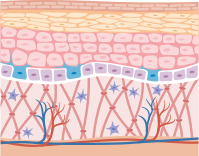 Alpeja Cosmetics Natural Cosmetic Slovenia